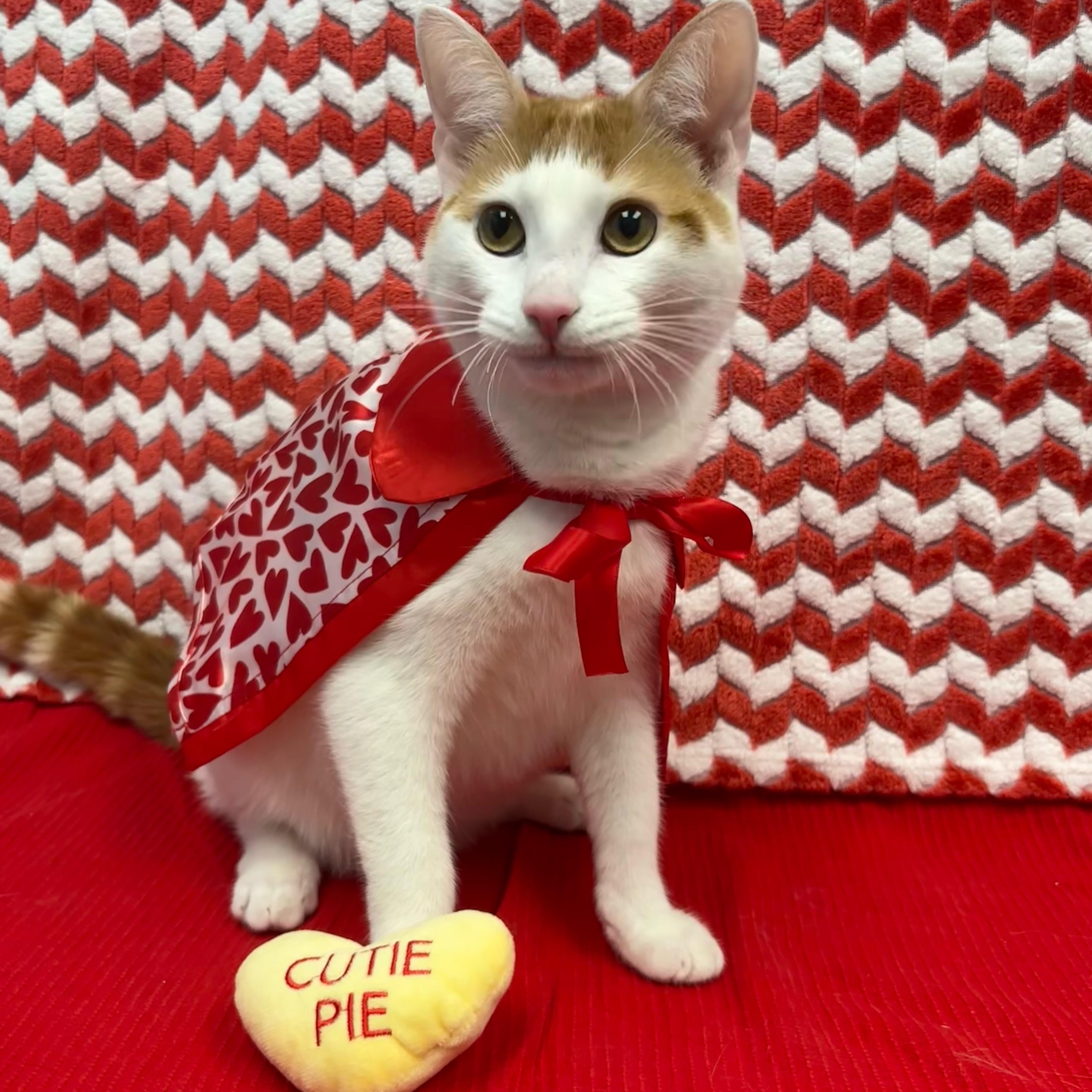 Peru, Adoptable, Kitten Male Domestic Short Hair.