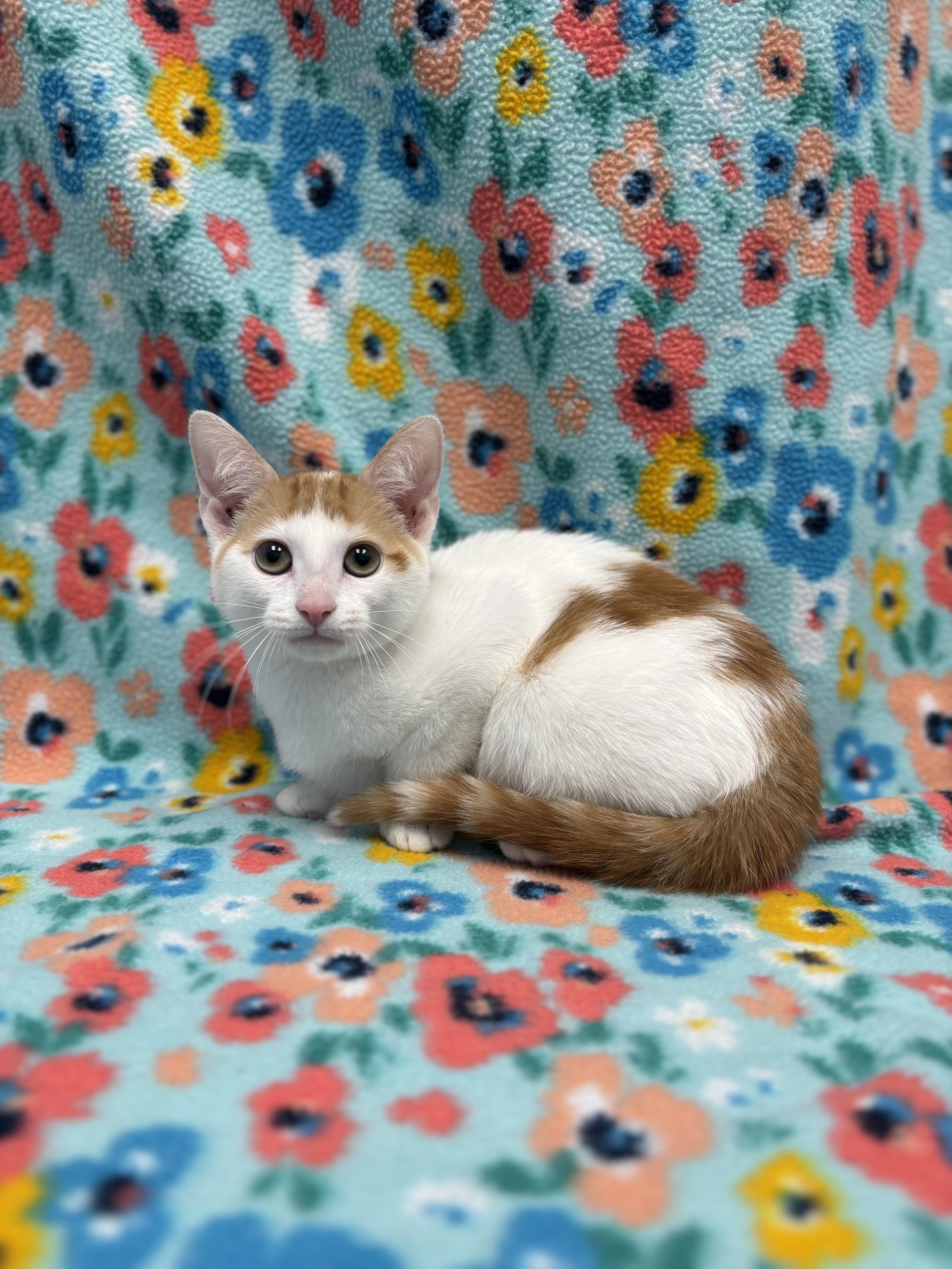 Peru, a Adoptable Domestic Short Hair in Bear, DE image 2/2