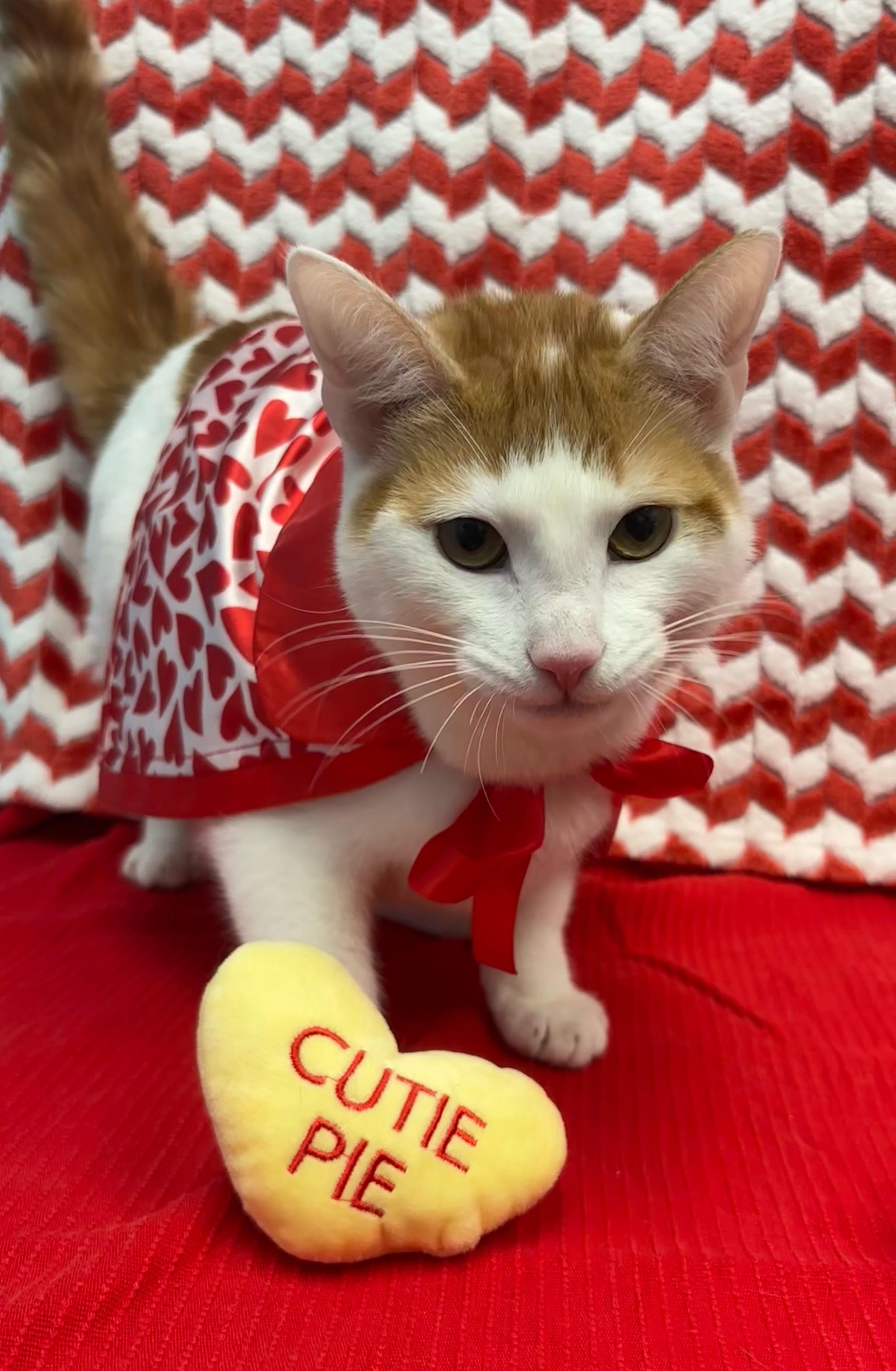 Enlarge Peru, a Adoptable Domestic Short Hair in Bear, DE image 2/4