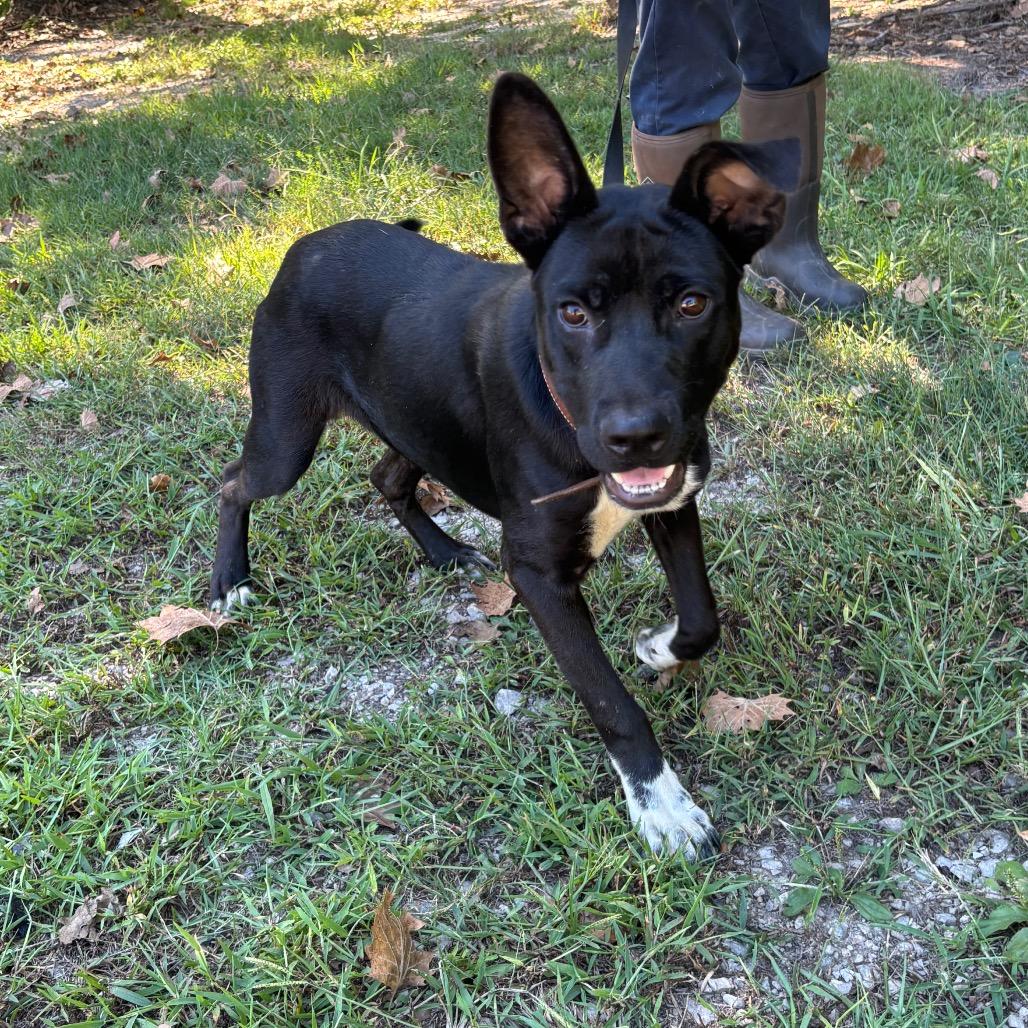 Enlarge English, a Adoptable Shepherd in Clanton, AL image 1/1