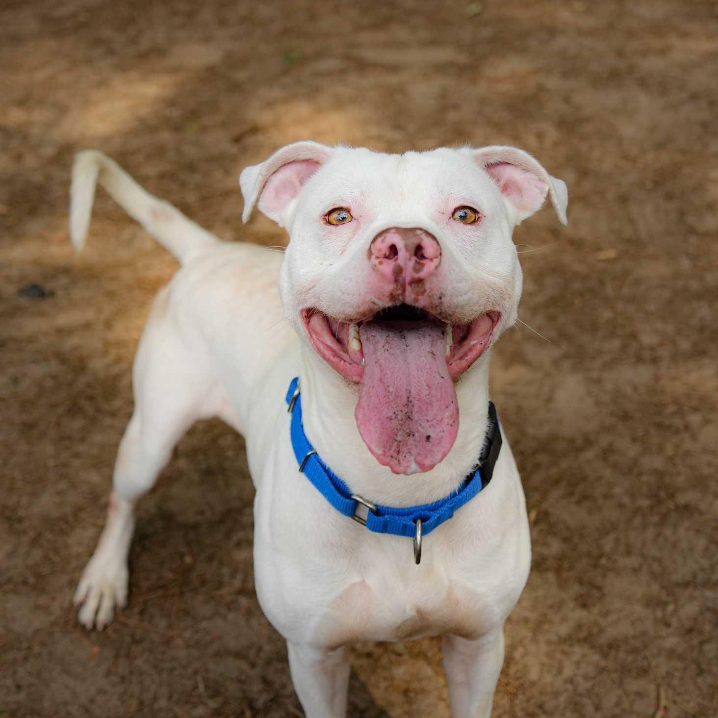 Cuervo 63146, ADOPTABLE, Adult Male Mixed Breed.