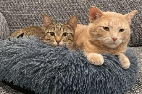 Enlarge Theta, a ADOPTABLE Domestic Short Hair in Chicago, IL image 5/5