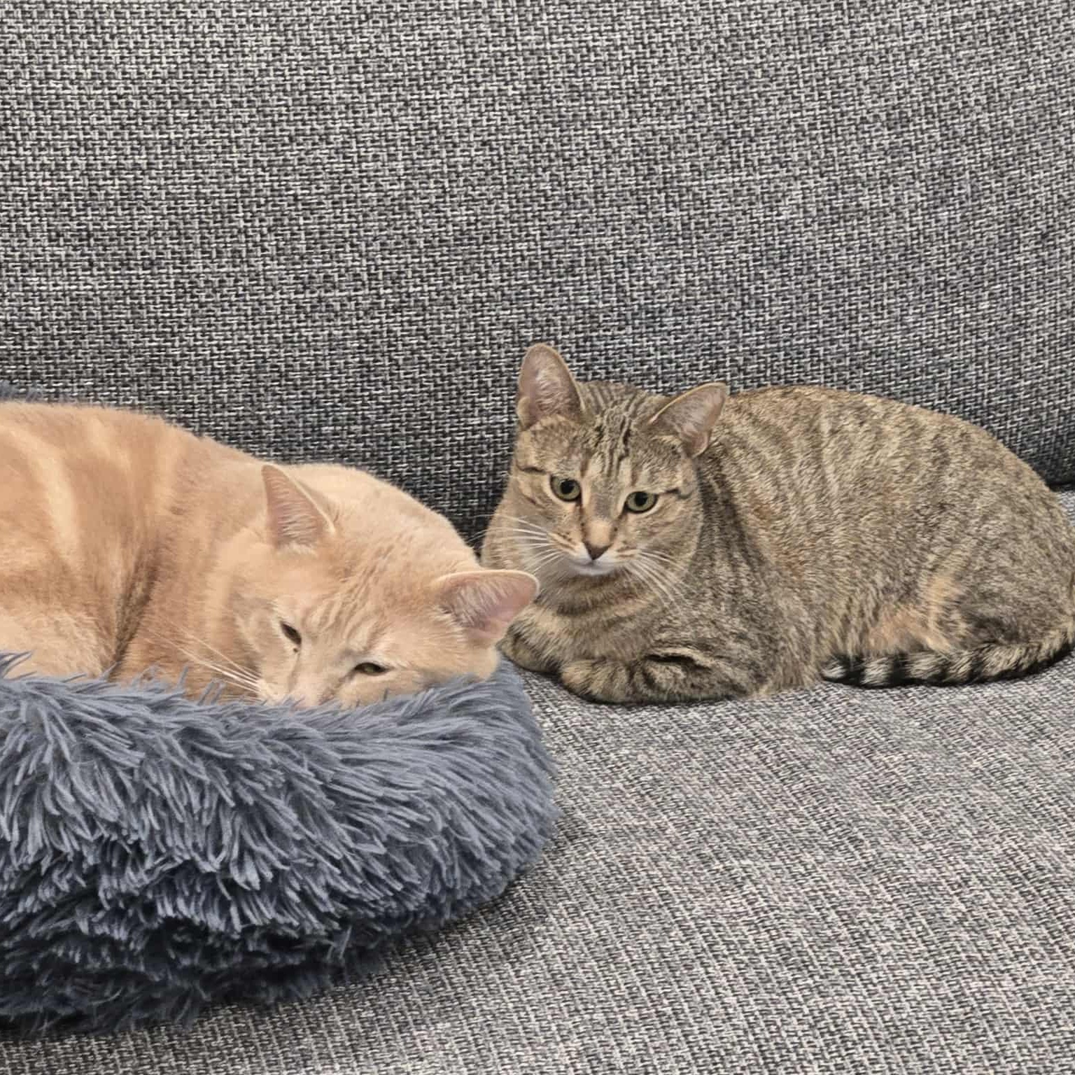 Enlarge Theta, a ADOPTABLE Domestic Short Hair in Chicago, IL image 2/5