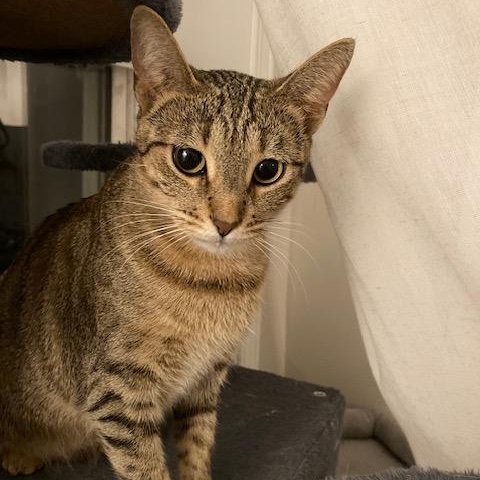 Enlarge Theta, a ADOPTABLE Domestic Short Hair in Chicago, IL image 4/5