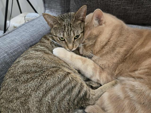 Enlarge Theta, a ADOPTABLE Domestic Short Hair in Chicago, IL image 3/5