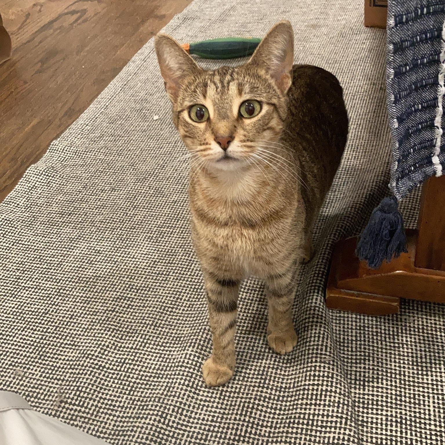 Enlarge Theta, a ADOPTABLE Domestic Short Hair in Chicago, IL image 1/5