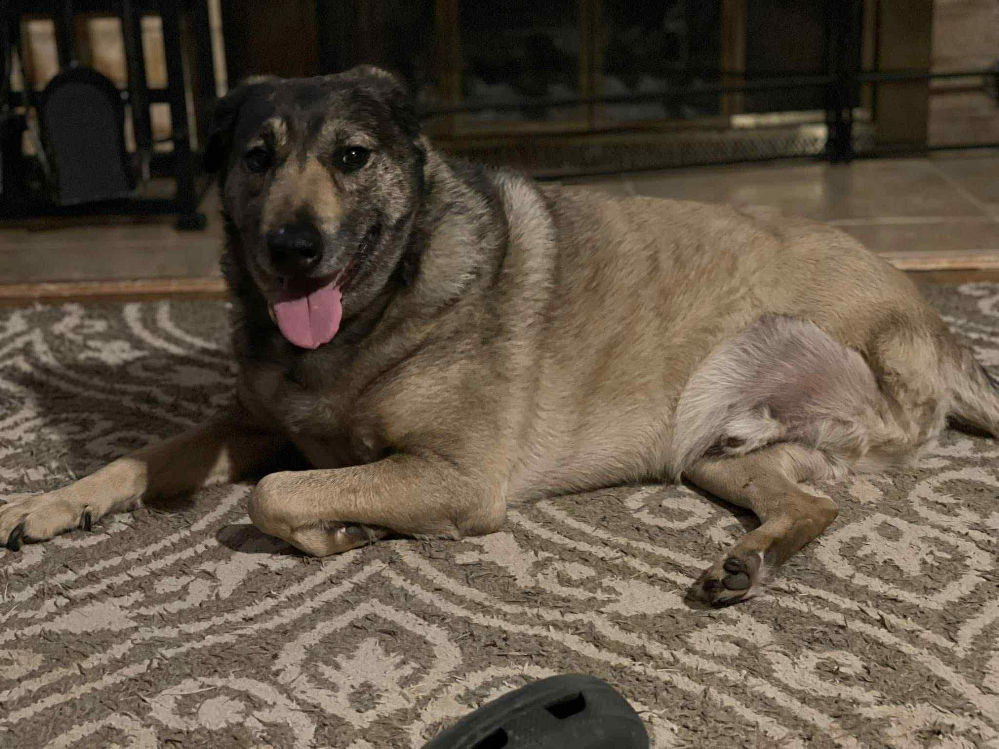 Yardstick, a Adoptable mixed breed in houston, TX image 5/5