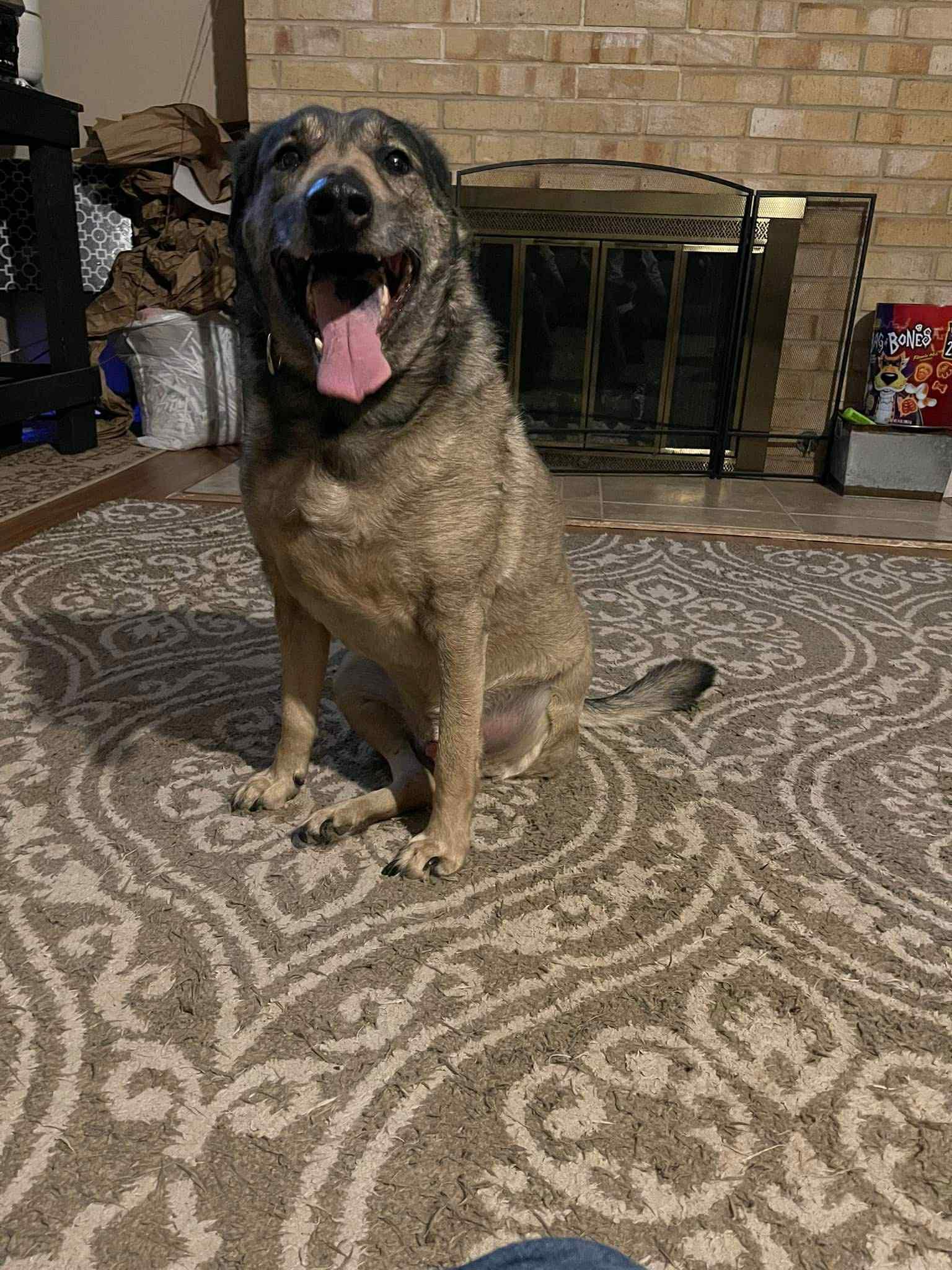 Yardstick, a Adoptable mixed breed in houston, TX image 2/5