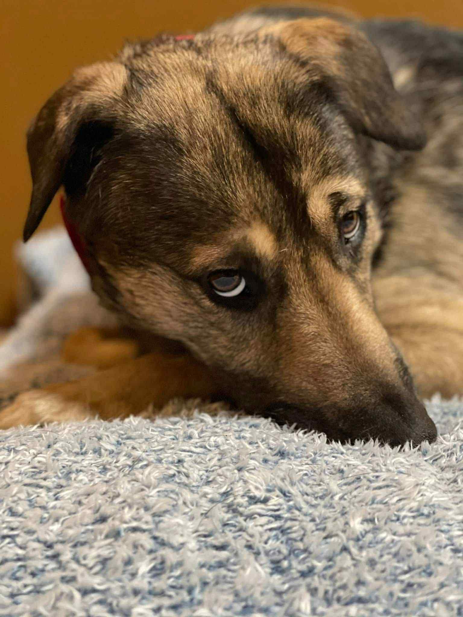 Yardstick, a Adoptable mixed breed in houston, TX image 3/5