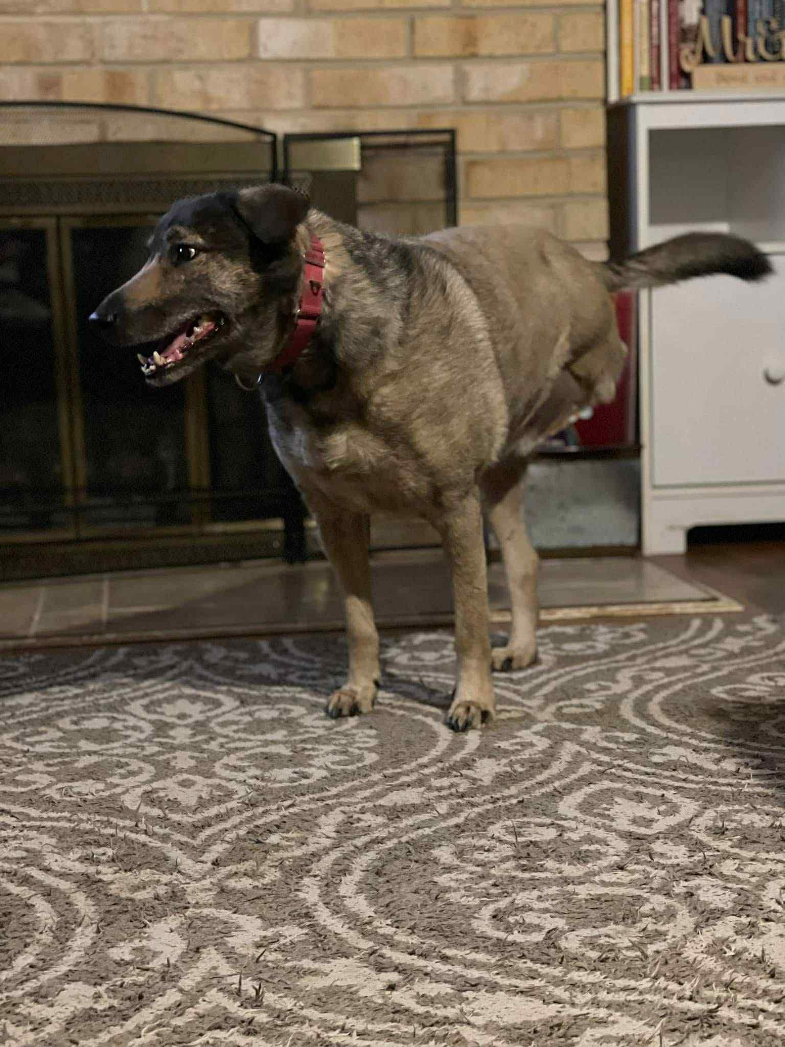 Yardstick, a Adoptable mixed breed in houston, TX image 4/5