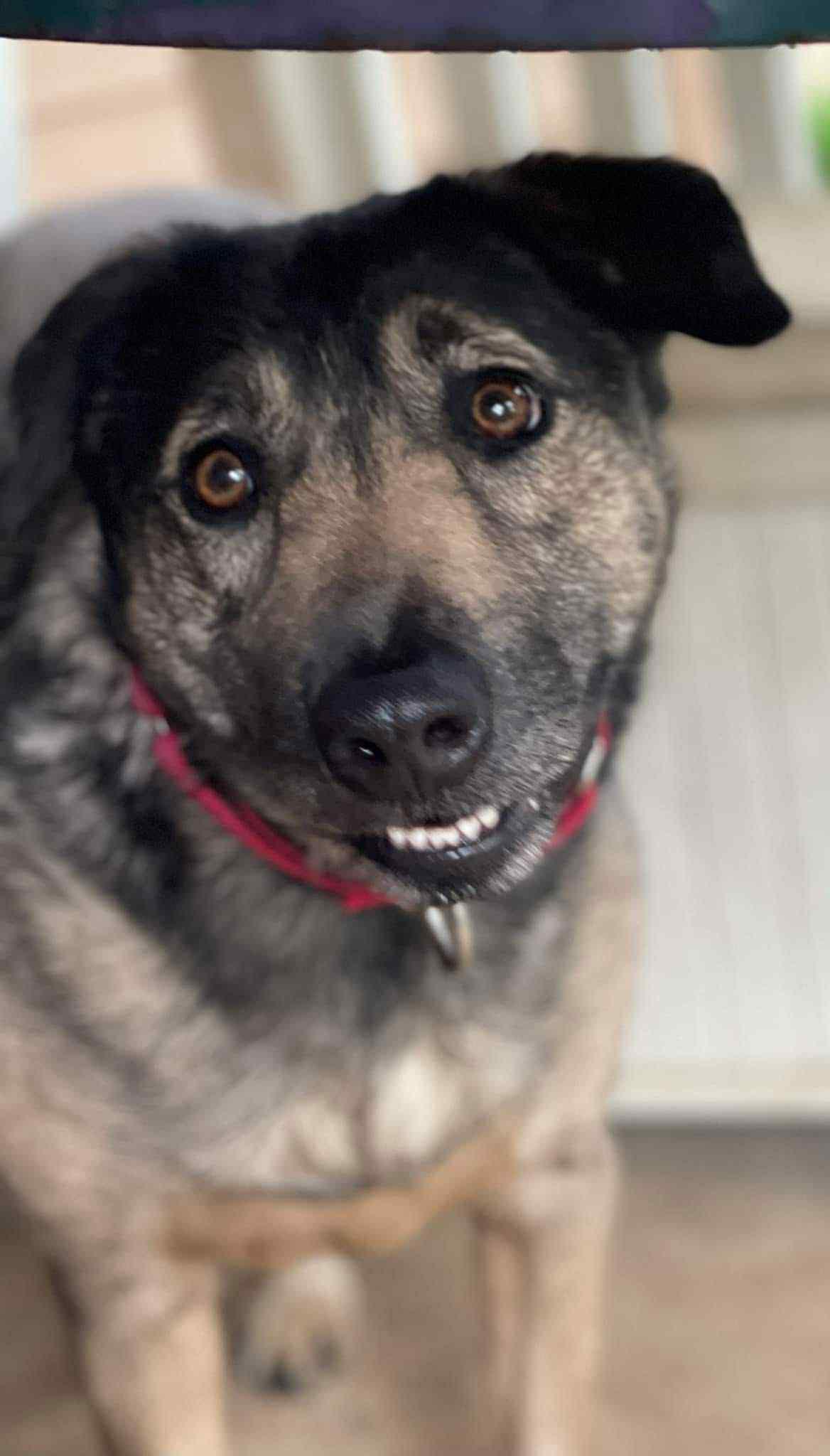 Yardstick, a Adoptable mixed breed in houston, TX image 1/5