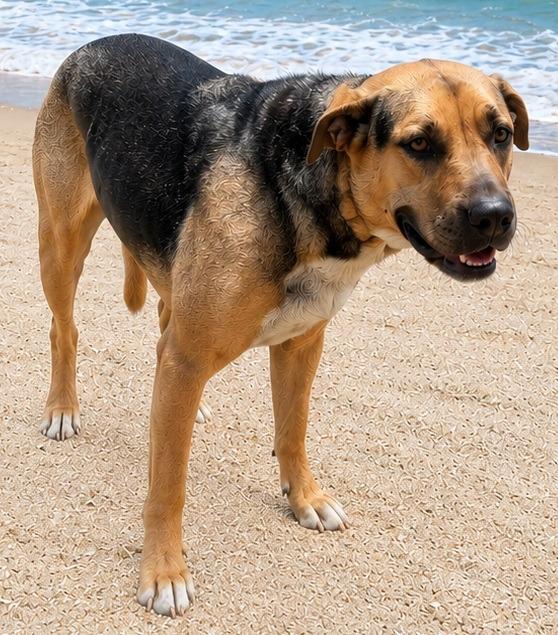 Sienna, Adoptable, Young Male Terrier.