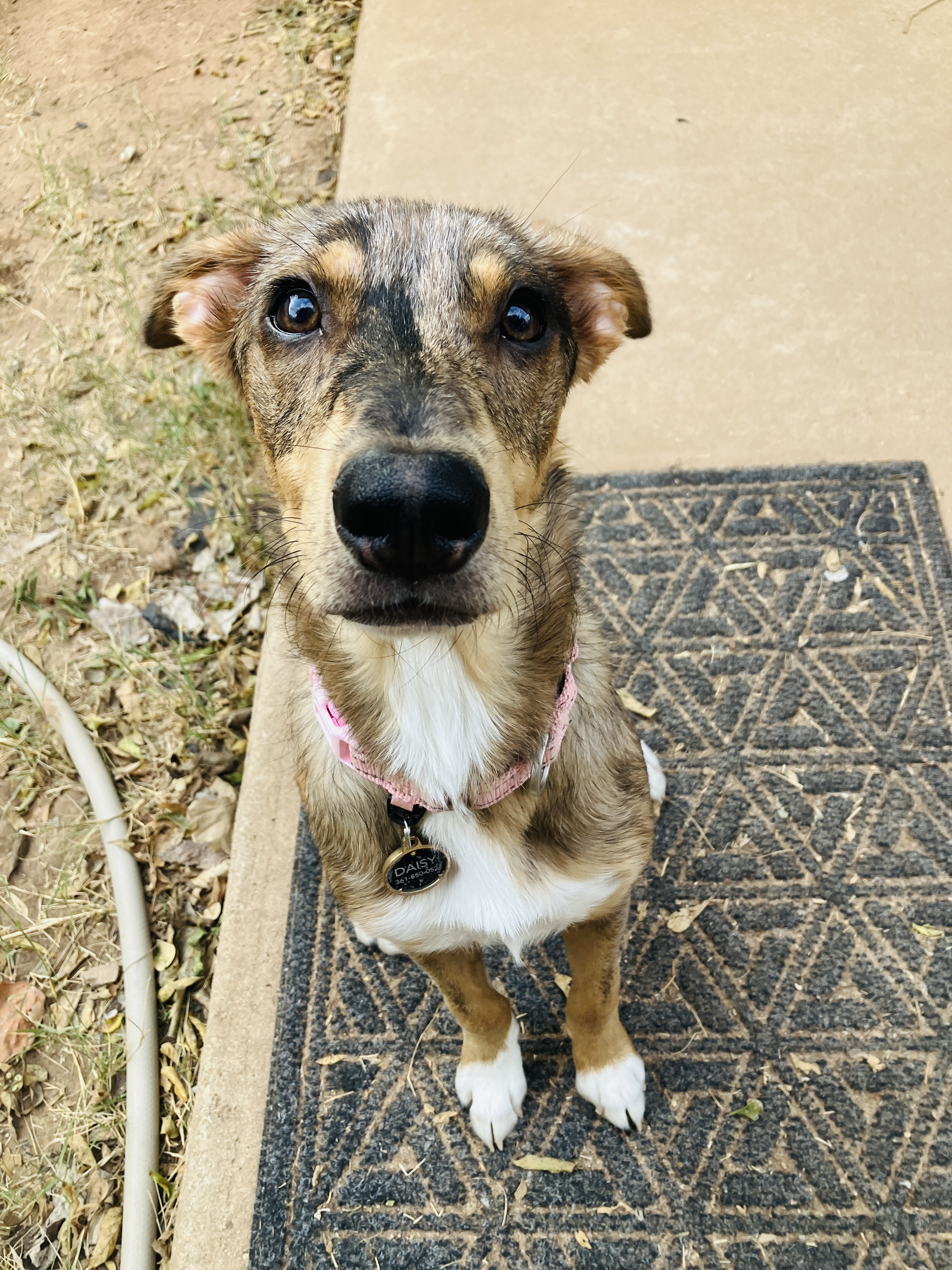 Daisy, a Adopted Catahoula Leopard Dog in Austin, TX image 2/5