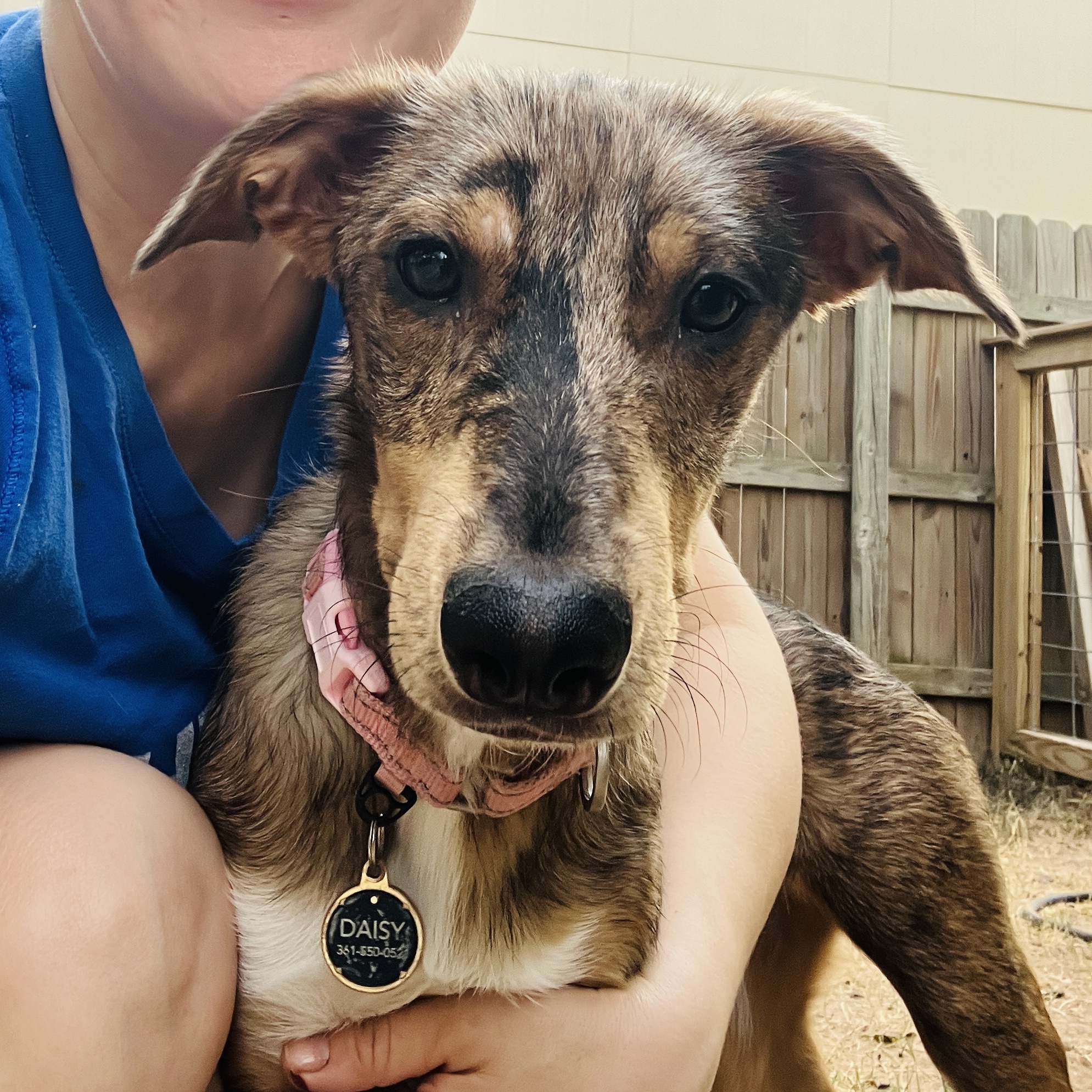 Daisy, a Adopted Catahoula Leopard Dog in Austin, TX image 3/5