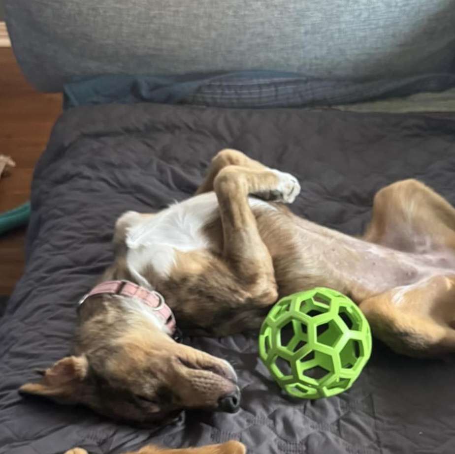 Daisy, a Adopted Catahoula Leopard Dog in Austin, TX image 5/5