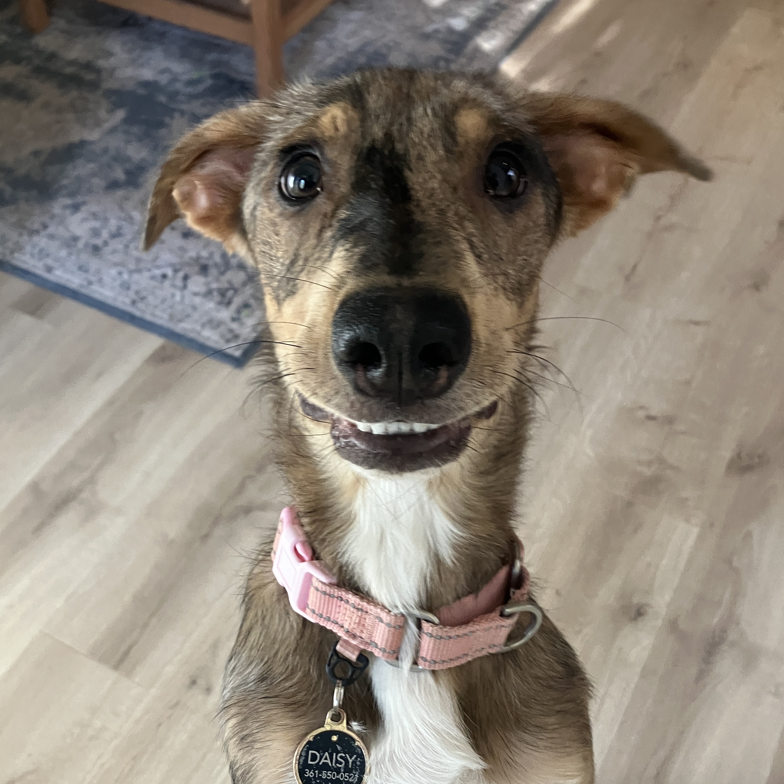 Daisy, a Adopted Catahoula Leopard Dog in Austin, TX image 1/5