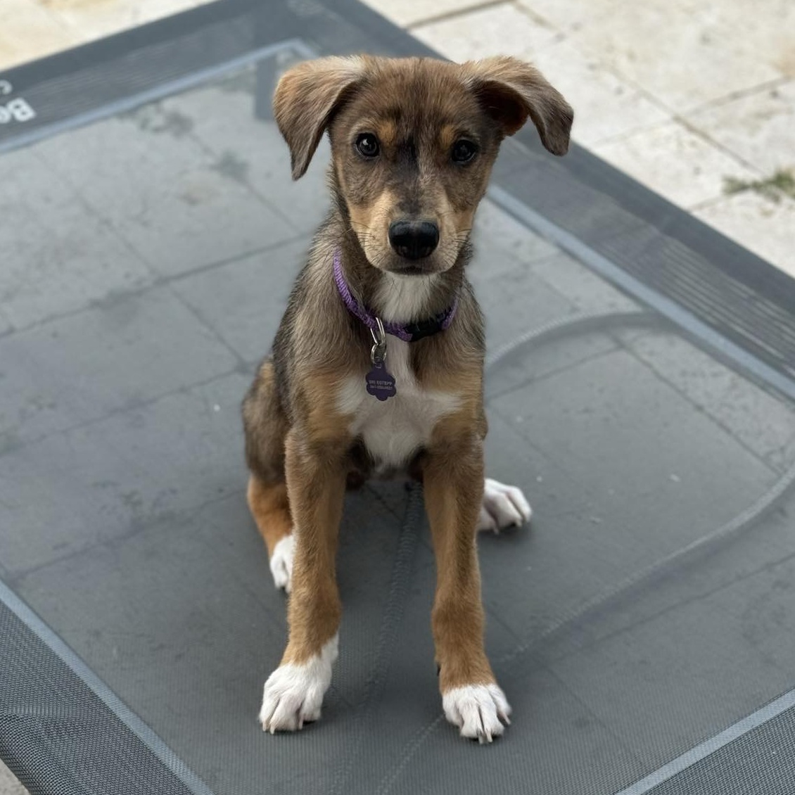 Daisy, a Adopted Catahoula Leopard Dog in Austin, TX image 4/5