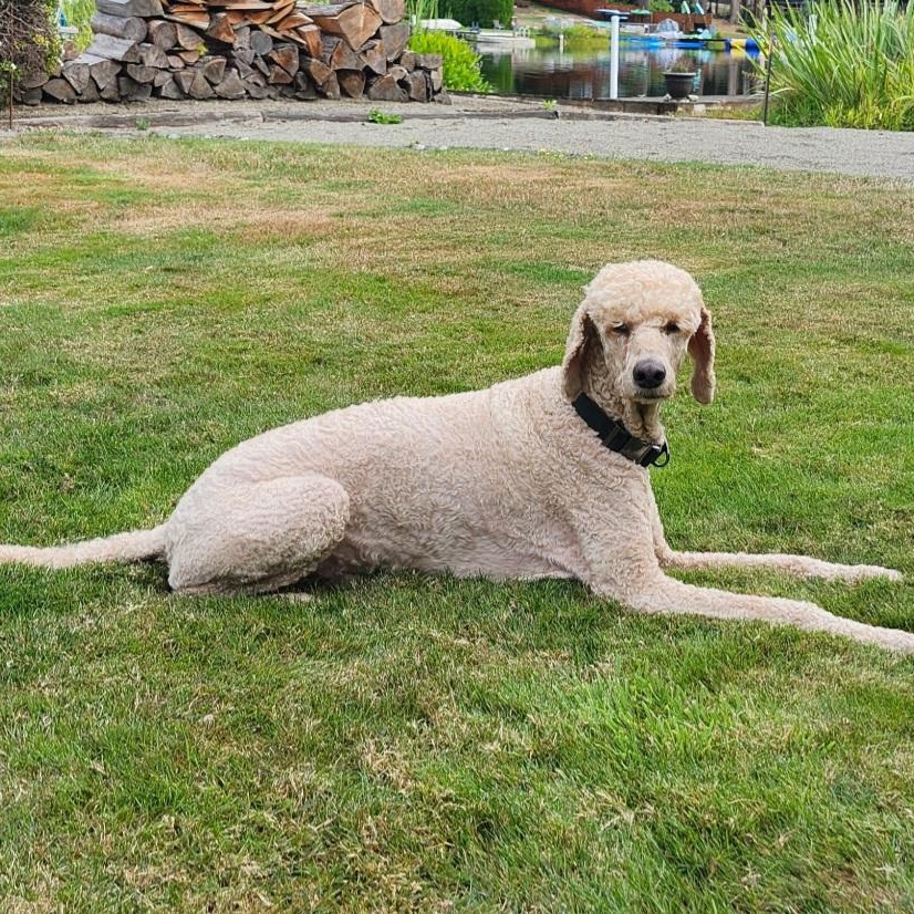 Enlarge SEBASTIAN - D3619he, a Adoptable mixed breed in Burlington, WA image 6/6