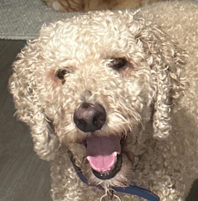 SEBASTIAN - D3619he, Adoptable, Senior Male Goldendoodle & Poodle.