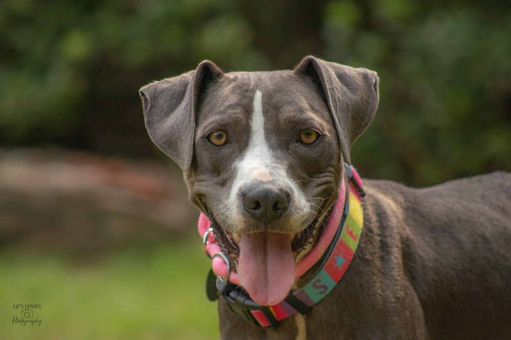 Jewel, Adoptable, Young Female Pit Bull Terrier.