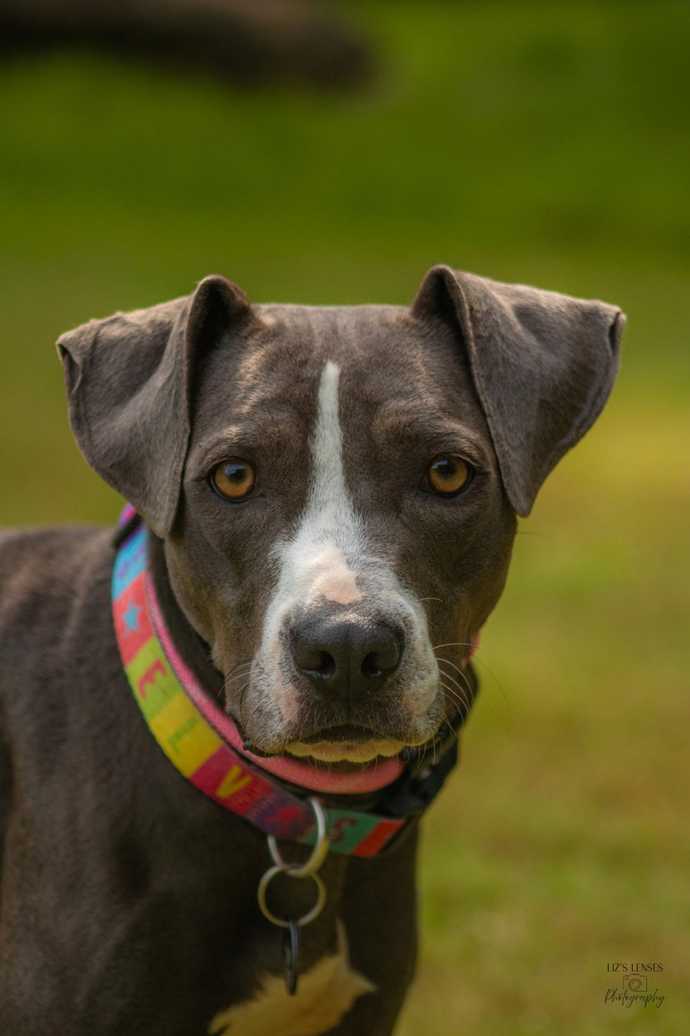 Enlarge Jewel, a Adoptable mixed breed in Broken Arrow, OK image 2/3