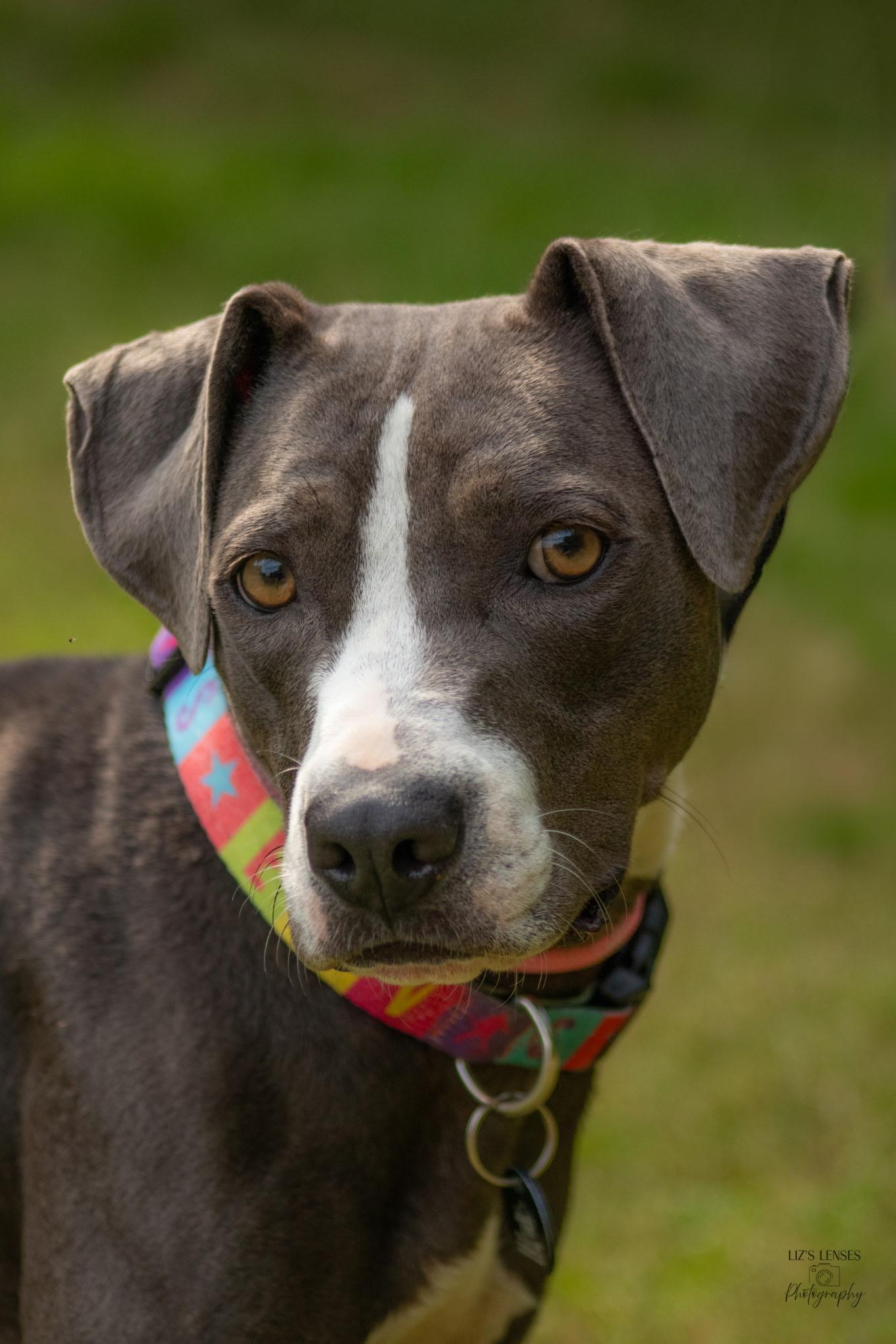 Enlarge Jewel, a Adoptable mixed breed in Broken Arrow, OK image 3/3