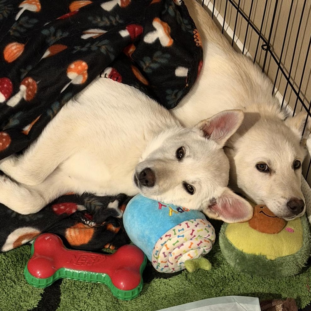 Enlarge Pinto, a ADOPTABLE mixed breed in Vancouver, WA image 2/3