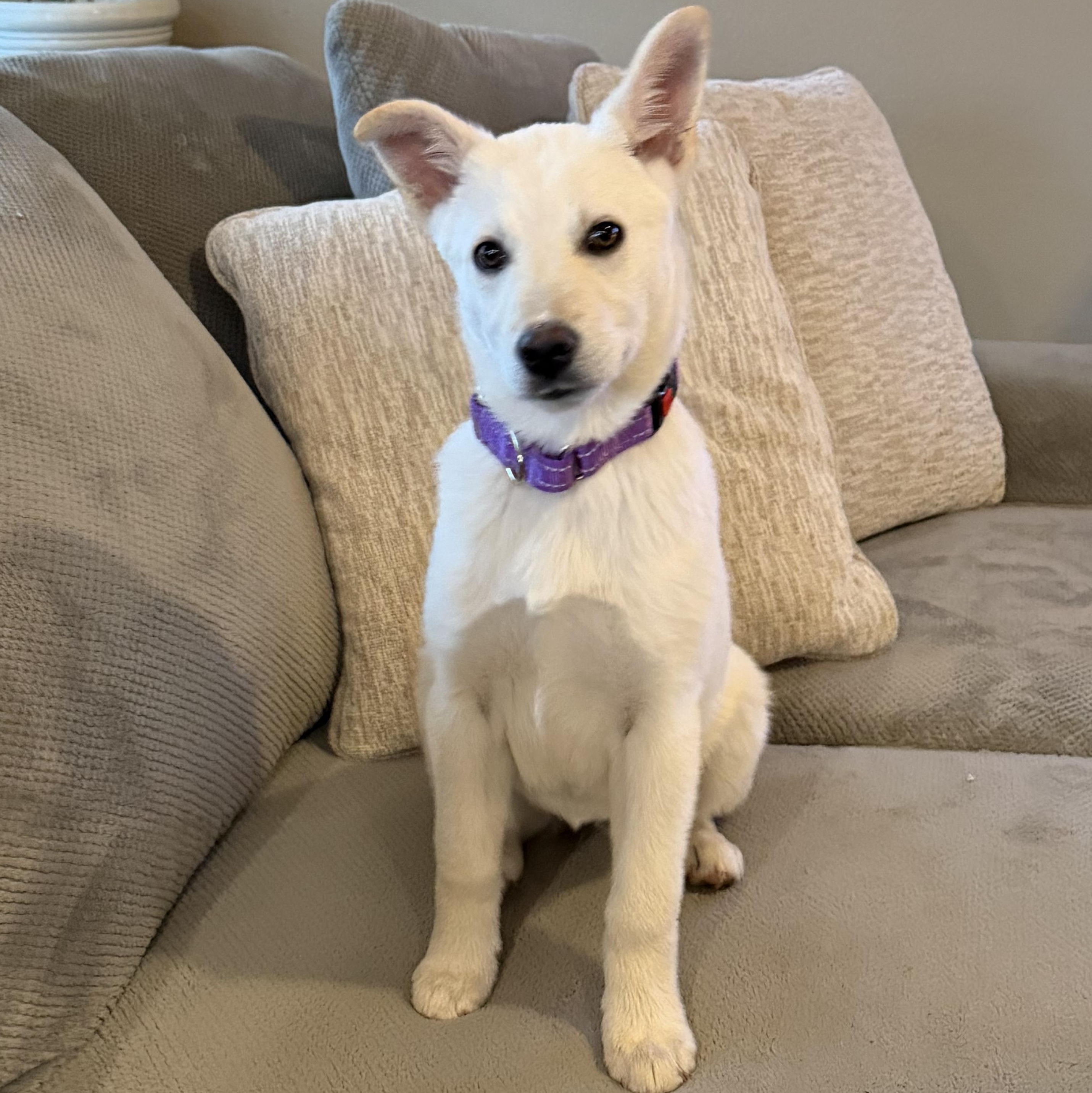 Pinto, ADOPTABLE, Puppy Female White German Shepherd.