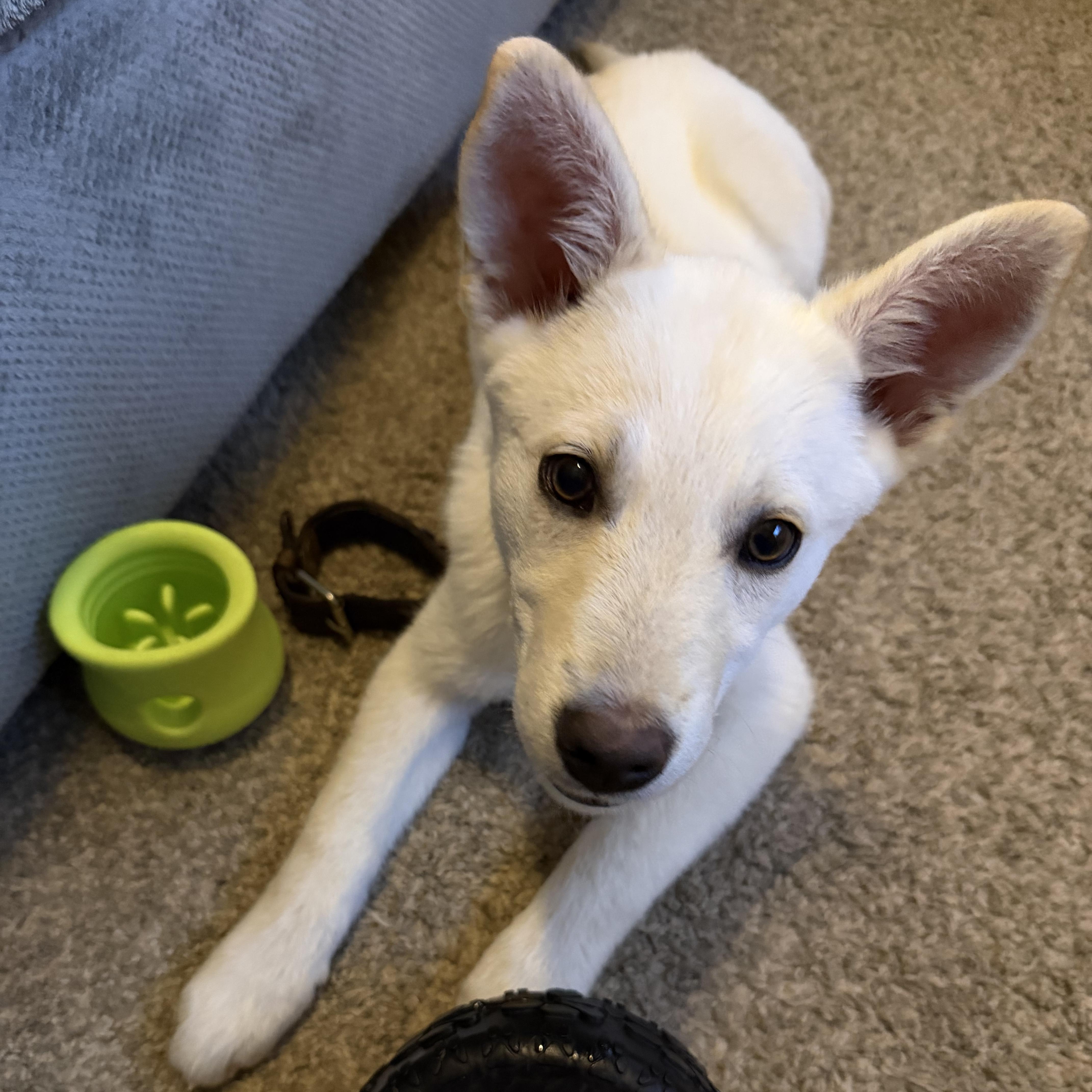 Enlarge Pinto, a ADOPTABLE mixed breed in Vancouver, WA image 3/3