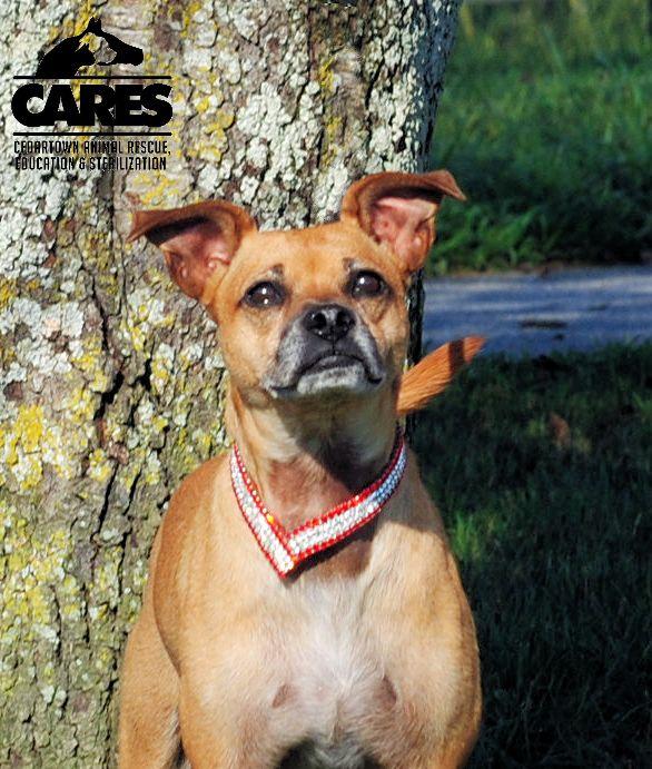 Flynn, adopted, Adult Male Jack Russell Terrier & Rat Terrier.