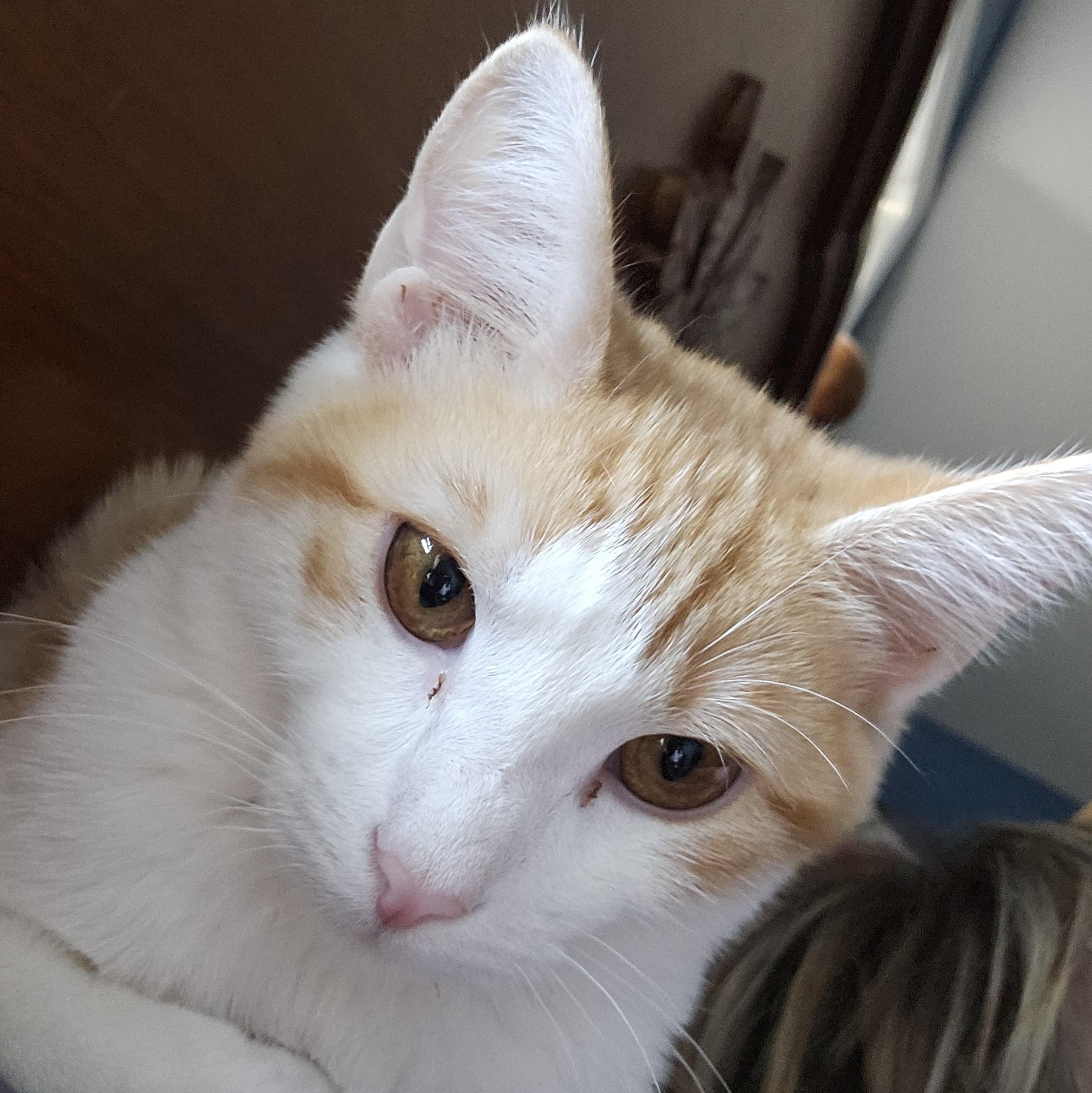 Arabella, a Adoptable Domestic Short Hair in Lumberton, NC image 3/4