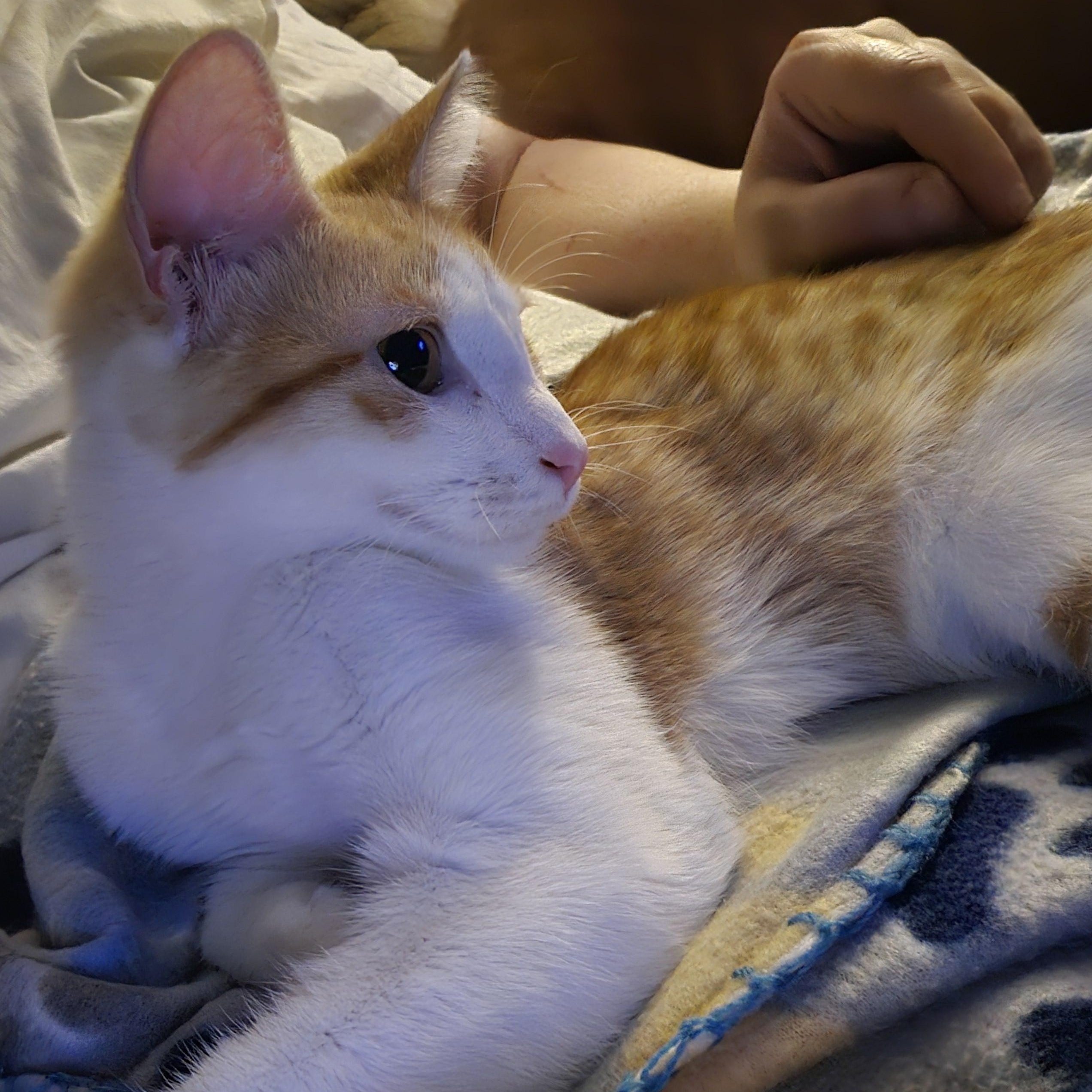 Arabella, a Adoptable Domestic Short Hair in Lumberton, NC image 4/4