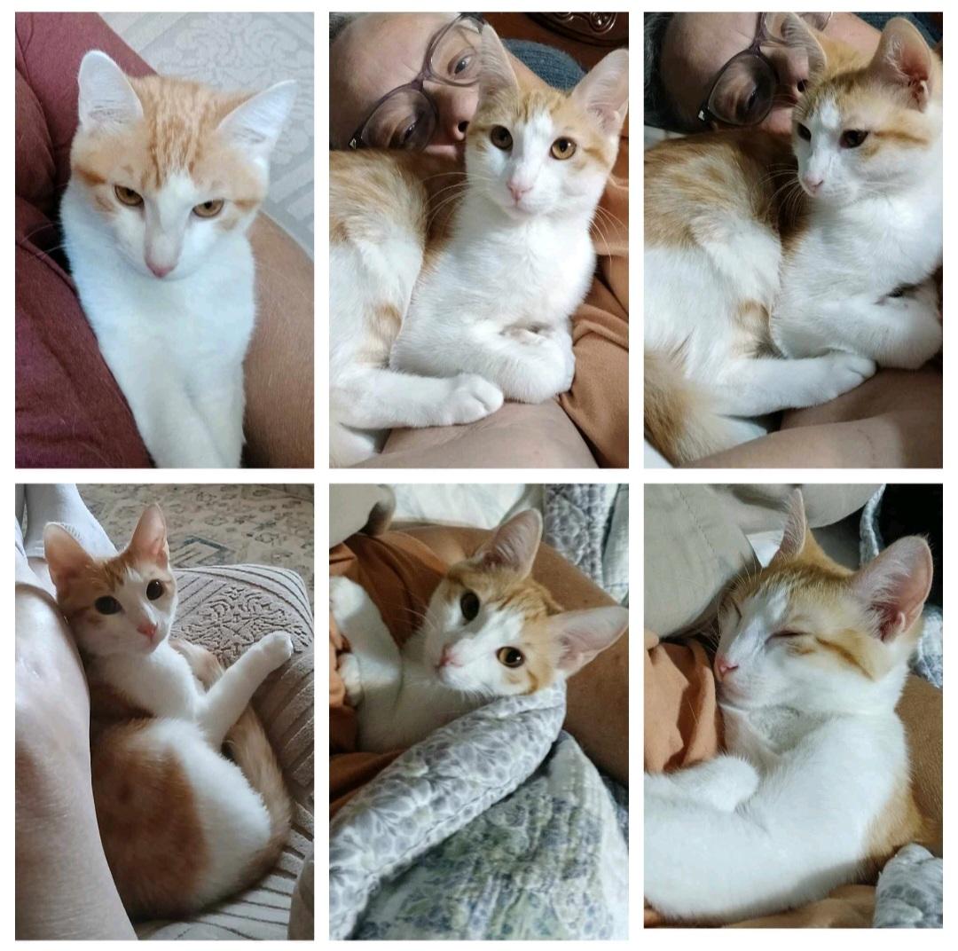 Arabella, a Adoptable Domestic Short Hair in Lumberton, NC image 1/4