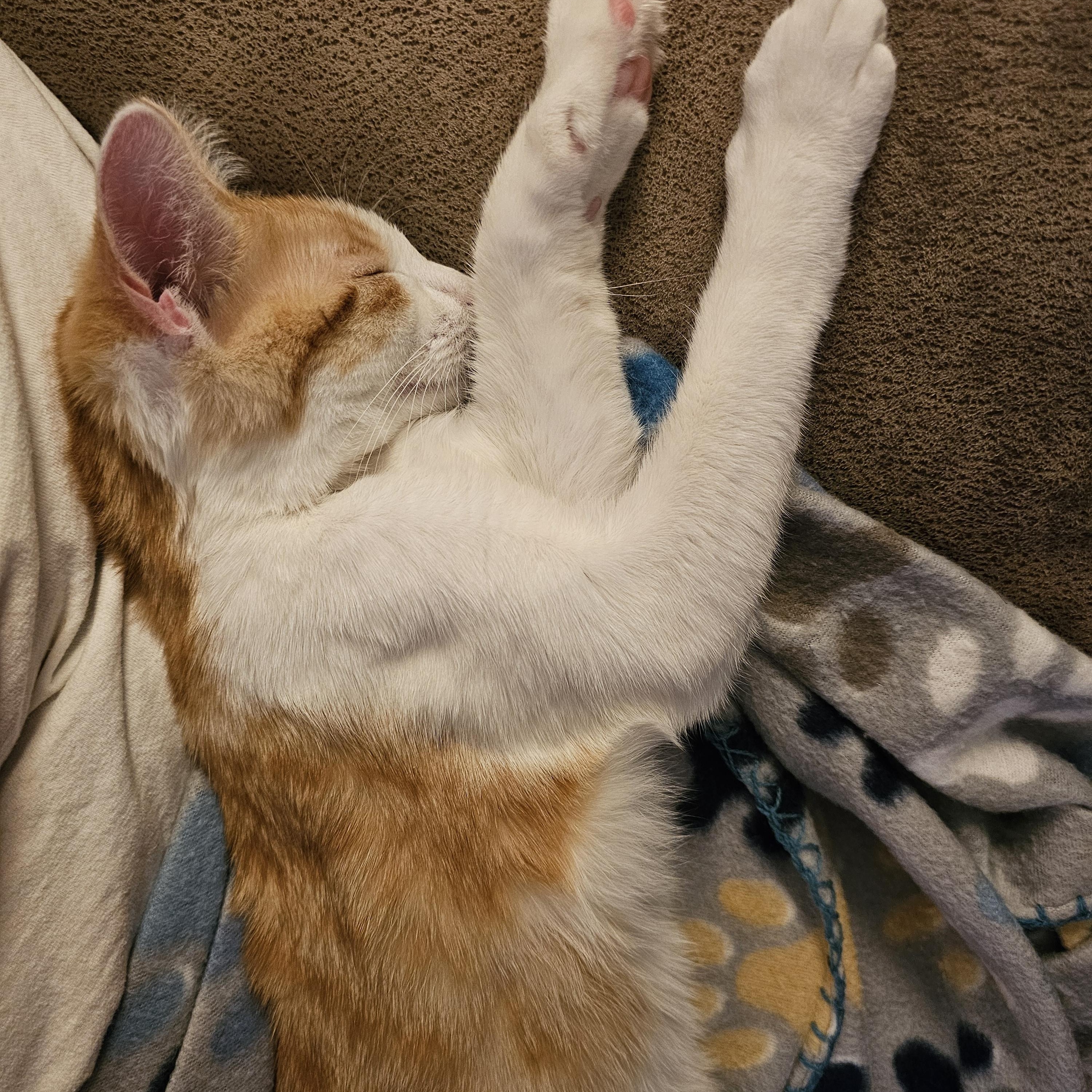 Arabella, a Adoptable Domestic Short Hair in Lumberton, NC image 2/4