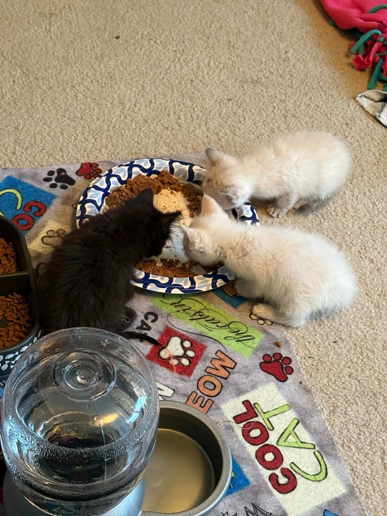 Enlarge Eevee, a Adoptable mixed breed in Urbandale, IA image 1/2