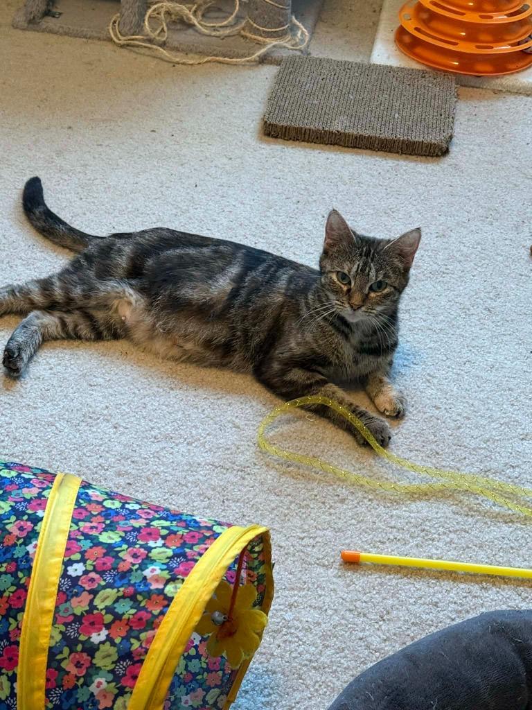 Enlarge Eevee, a Adoptable mixed breed in Urbandale, IA image 2/2