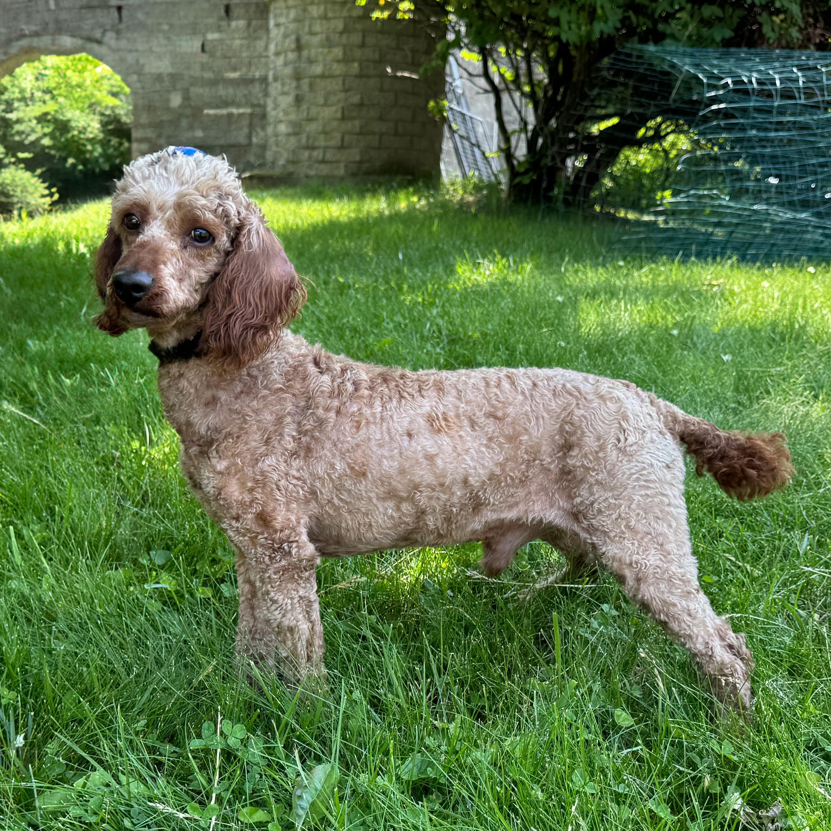 Ben, Adult Male Poodle