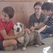 Prada!!, a ADOPTABLE mixed breed in Watertown, CT image 2/3