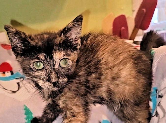 Java, Adoptable, Young Female Tortoiseshell.