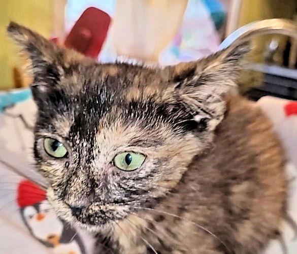 Java, a Adoptable Tortoiseshell in Rutherfordton, NC image 2/3