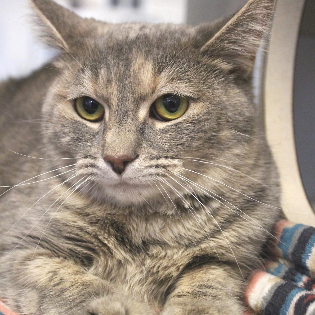 Elvira, Adoptable, Adult Female Domestic Short Hair.