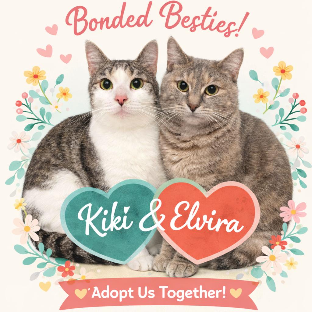 Enlarge Elvira, a Adoptable Domestic Short Hair in Gloucester, VA image 2/3