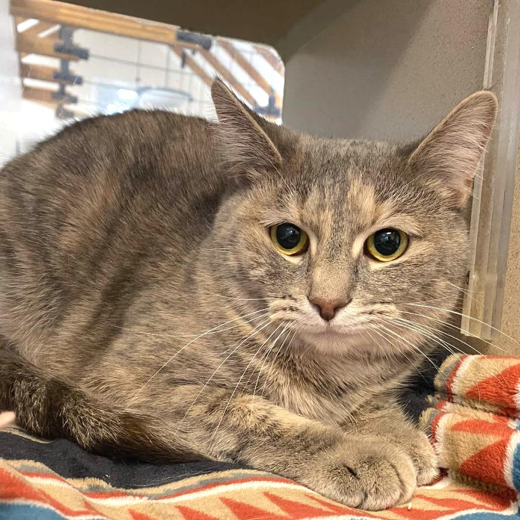 Enlarge Elvira, a Adoptable Domestic Short Hair in Gloucester, VA image 3/3