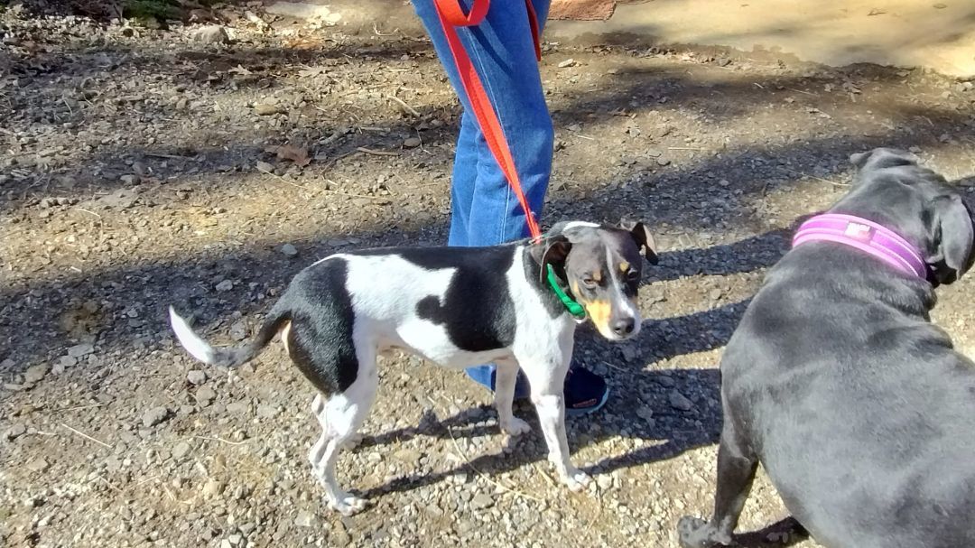 Mickey, Adopted, Adult Male Rat Terrier.