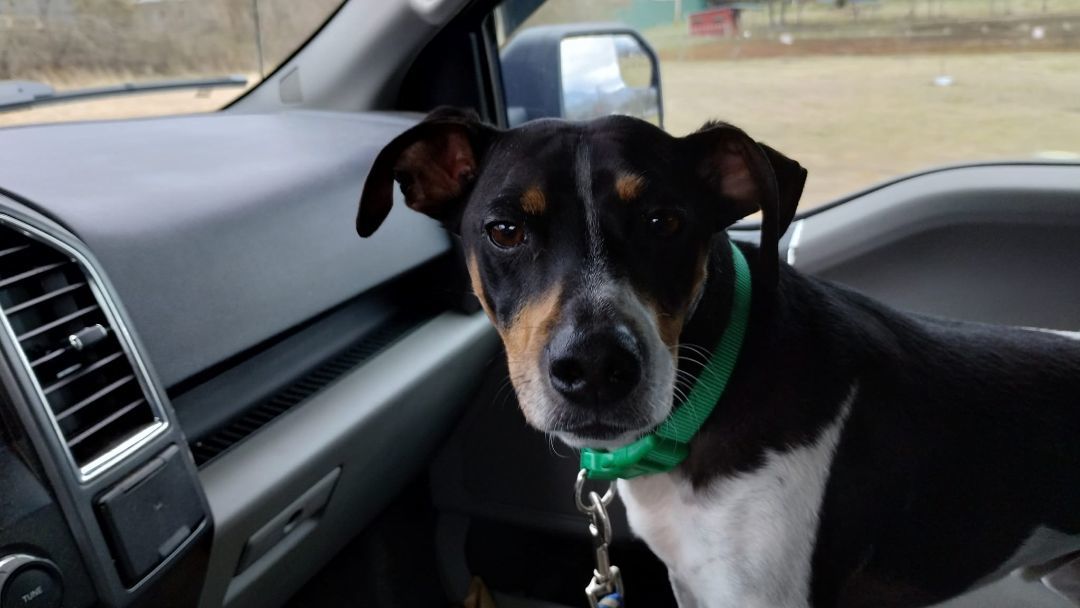 Enlarge Mickey, a Adopted Rat Terrier in Hayesville, NC image 2/5