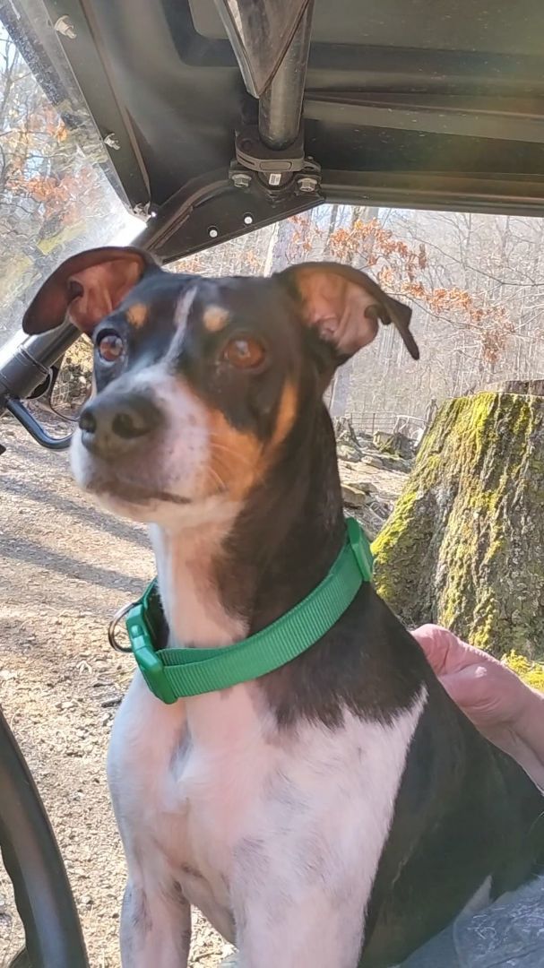 Enlarge Mickey, a Adopted Rat Terrier in Hayesville, NC image 3/5