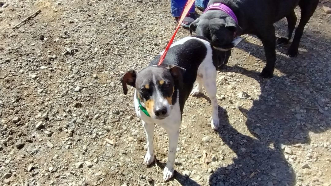 Enlarge Mickey, a Adopted Rat Terrier in Hayesville, NC image 4/5