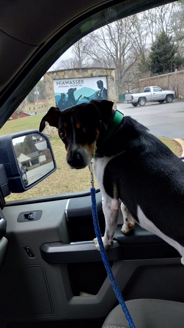 Enlarge Mickey, a Adopted Rat Terrier in Hayesville, NC image 5/5