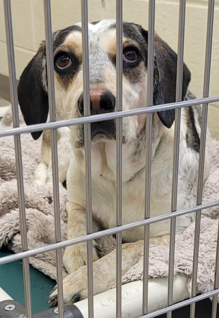 Harley (Egret), Adoptable, Young Female Labrador Retriever.