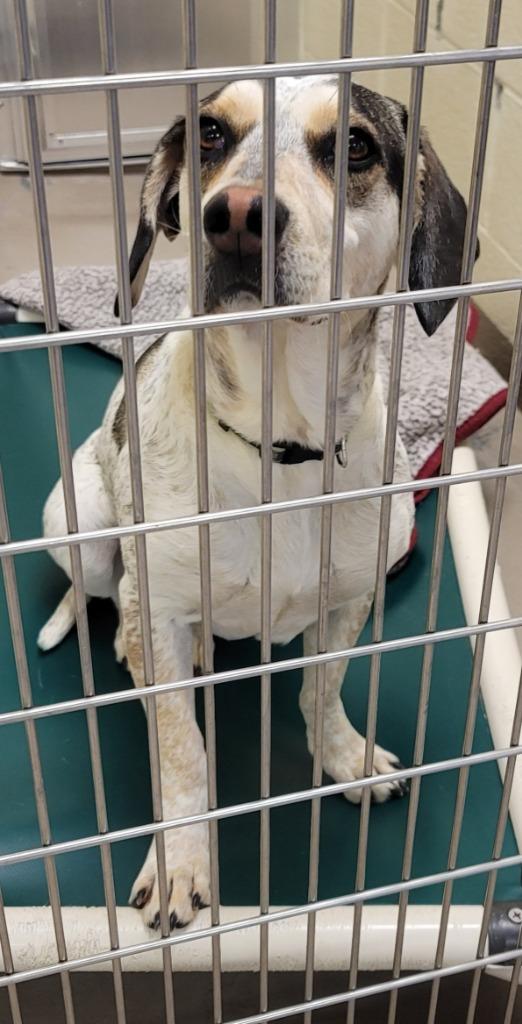 Enlarge Harley (Egret), a Adoptable mixed breed in Christiansburg, VA image 2/6